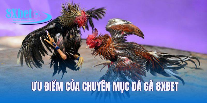 Ưu điểm giúp chuyên mục chọi gà trực tuyến được yêu thích